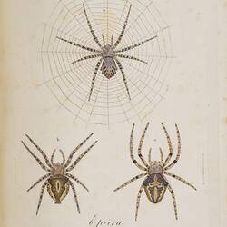 Three brown, yellow and grey spiders on a cream background. The top spider is shown on a web. The other two ar