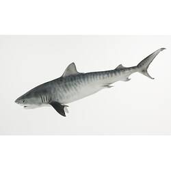 <em>Galeocerdo cuvier</em>, Tiger Shark, model. [A 19349]
