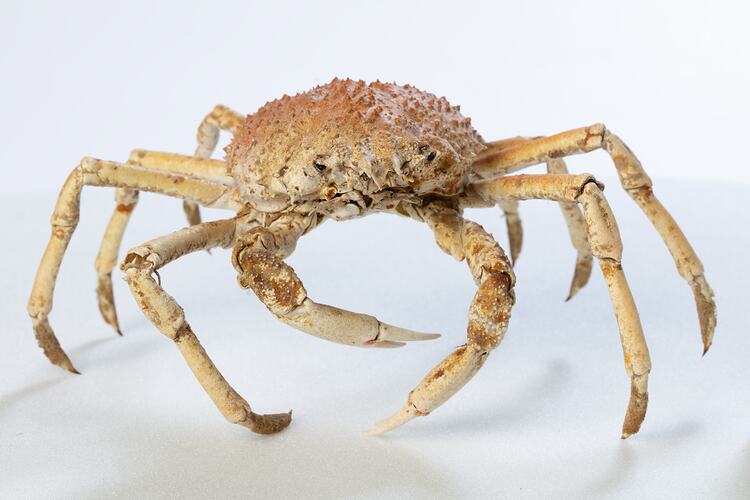 <em>Leptomithrax gaimardii</em>, Giant Spider Crab. [J 46721.11]