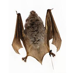 Bat specimen lying on back.