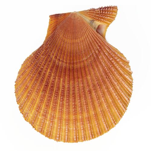 Orange scallop shell.