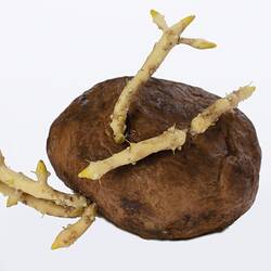 Irregularly shaped brown model of a potato with protruding white roots.