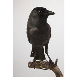 <em>Corvus monedula</em>, Eurasian Jackdaw, mount.  Registration no. 58370.