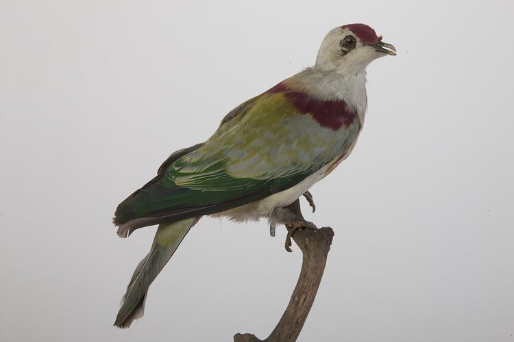 <em>Ptilinopus perousii mariae</em>, Many-coloured Fruit-Dove, mount.  Registration no. 34921.