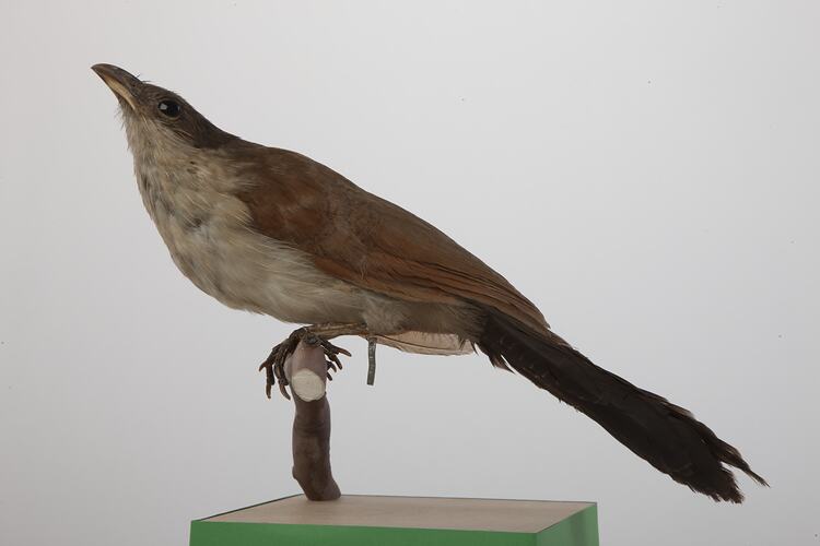 <em>Centropus senegalensis senegalensis</em>, Senegal Coucal, mount.  John Gould Collection.  Registration no. 14010.