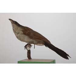 <em>Centropus senegalensis senegalensis</em>, Senegal Coucal, mount.  John Gould Collection.  Registration no. 14010.