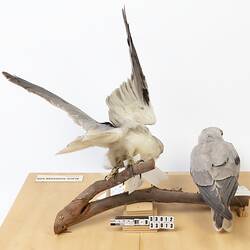 Two grey bird specimens mounted on a perch.