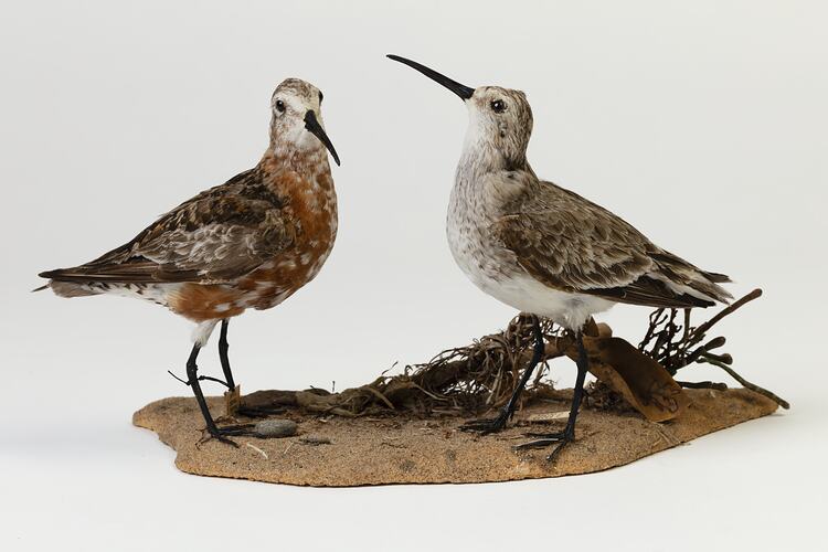 Two speckled bird specimens mounted on a sandy base.