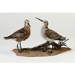 Two speckled bird specimens mounted on a sandy base.