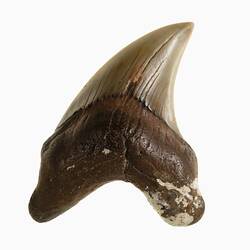 Research Focus, Bayside Fossils - False Mako Shark tooth, <em>Parotodus benedenii</em>
