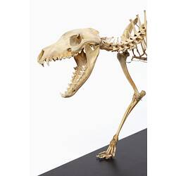 Thylacine skeleton mounted with jaws open.