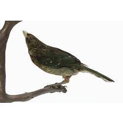 Mounted bird specimen with pale beak and green feathers.