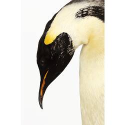 Our Fauna, Sea - Emperor Penguin, <em>Aptenodytes forsteri</em>