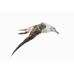 White and grey bird specimen mounted with wings outstretched.