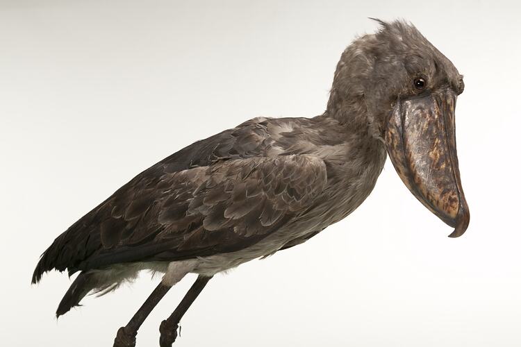 side view of ounted shoebill specimen.