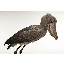 side view of ounted shoebill specimen.