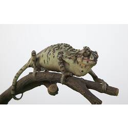 Chamaeleon specimen mounted on branch.