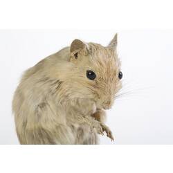 Detail of small cream-coloured mammal specimen.