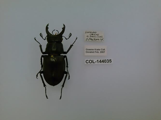 Shiny black beetle specimen with large mandibles, pinned next to text labels.