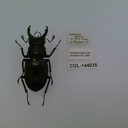 Shiny black beetle specimen with large mandibles, pinned next to text labels.