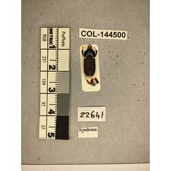 Dorsal view of pinned beetle specimen with labels.