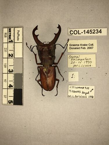 Shiny brown beetle specimen with large mandibles, pinned next to text labels.