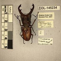 Shiny brown beetle specimen with large mandibles, pinned next to text labels.