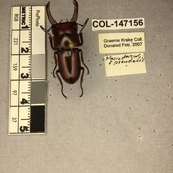 Shiny brown beetle specimen with large mandibles, pinned next to text labels.