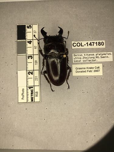 Dorsal view of pinned beetle specimen with labels.