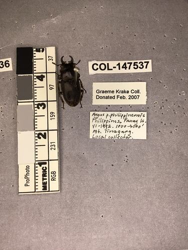 Shiny brown beetle specimen with large mandibles, pinned next to text labels.