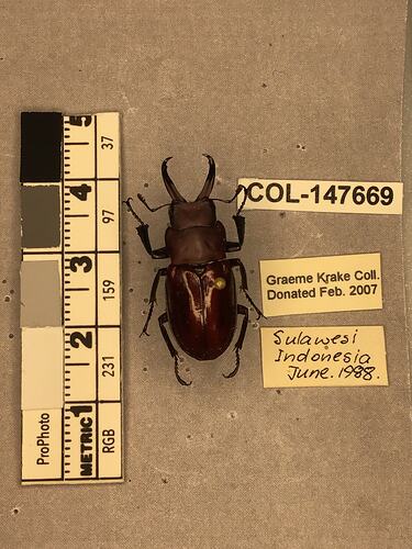 Shiny brown beetle specimen with large mandibles, pinned next to text labels.