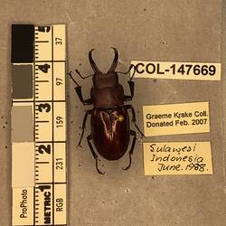 Shiny brown beetle specimen with large mandibles, pinned next to text labels.