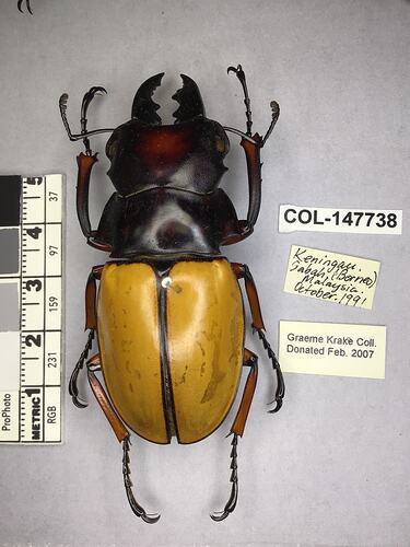 Shiny brown beetle specimen with large mandibles, pinned next to text labels.