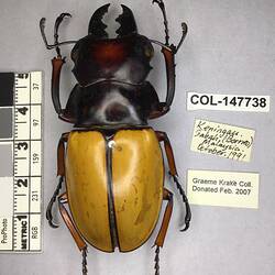 Shiny brown beetle specimen with large mandibles, pinned next to text labels.