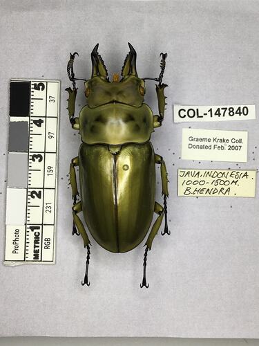 Shiny metallic green beetle specimen with large mandibles, pinned next to text labels.