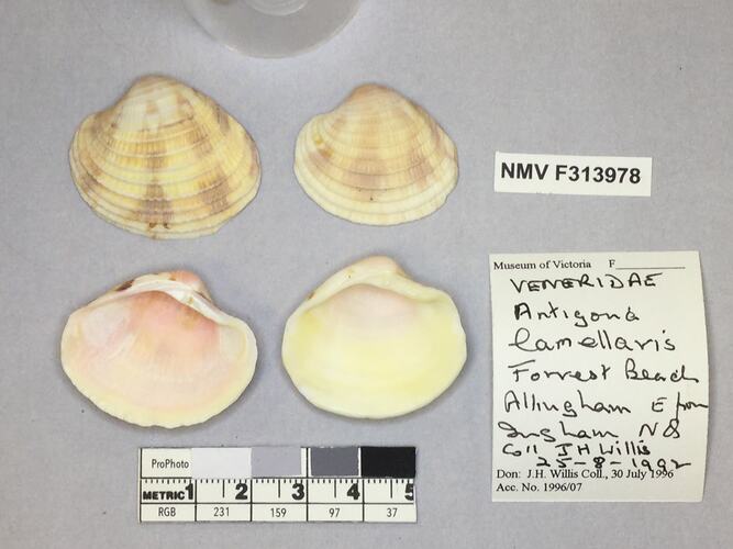 Dry Venus Clam shells beside labels.