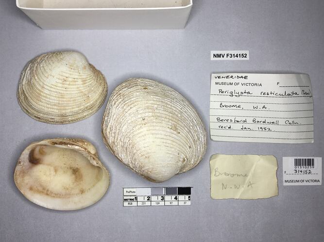 Dry Venus Clam shells beside labels.