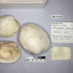 Dry Venus Clam shells beside labels.