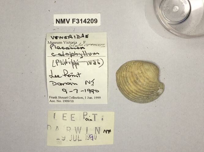 Dry Venus Clam shell beside labels.