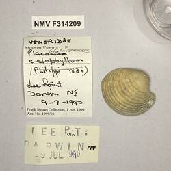 Dry Venus Clam shell beside labels.