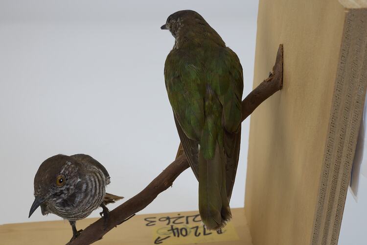 <em>Chalcites lucidus</em>, Shining Bronze-Cuckoo. [B 7204, B 21263]