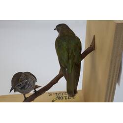 <em>Chalcites lucidus</em>, Shining Bronze-Cuckoo. [B 7204, B 21263]