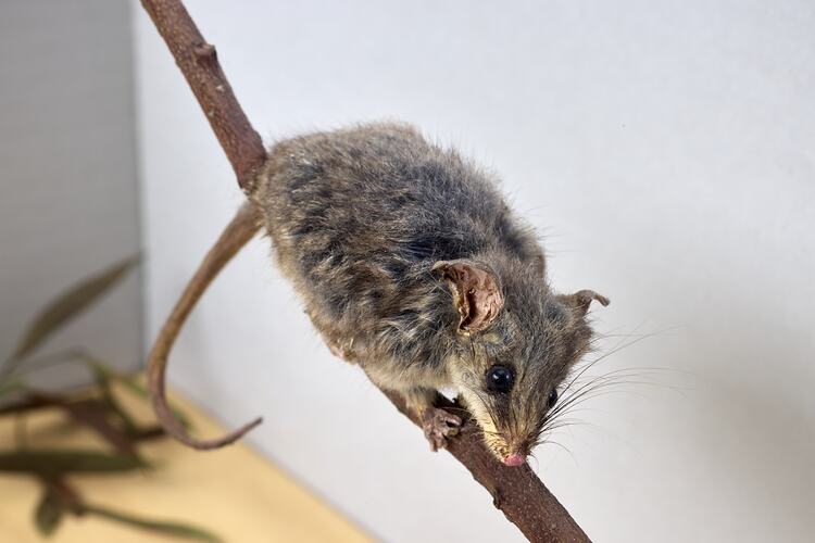 <em>Cercartetus lepidus</em>, Little Pygmy Possum. [C 27906]