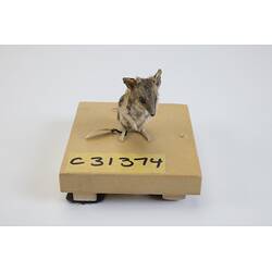 <em>Sminthopsis crassicaudata</em>, Fat-tailed Dunnart. [C 31374]