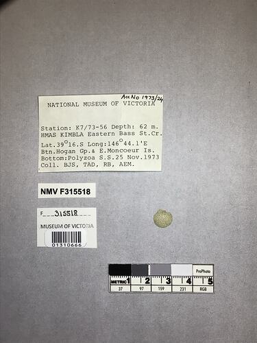 Dry stony coral specimen beside labels.