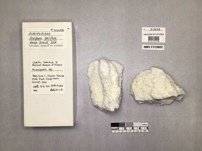 Dry stony coral specimens beside labels.