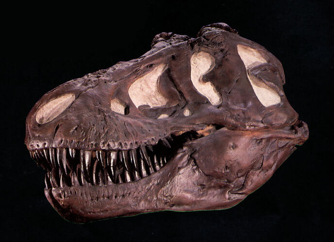 Side view of T-rex skulll cast.