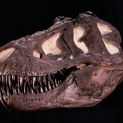 Skull cast, <em>Tyrannosaurus rex</em>