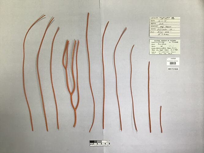 Dry soft coral specimen beside labels.