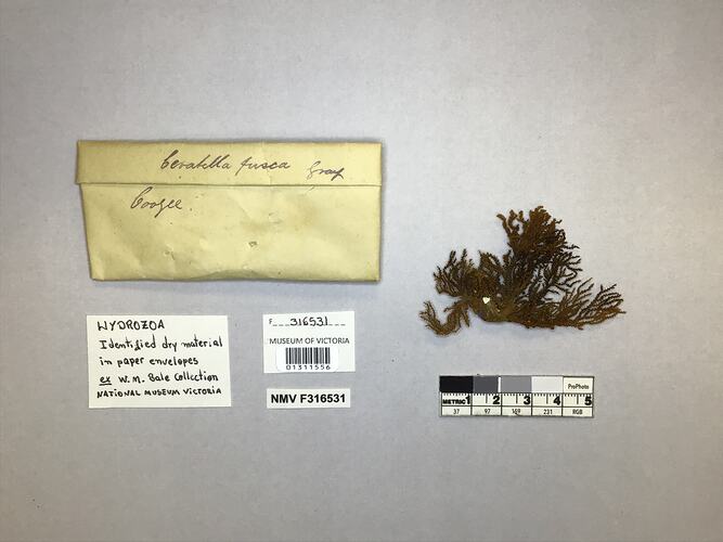 Hydrozoan specimen with labels.